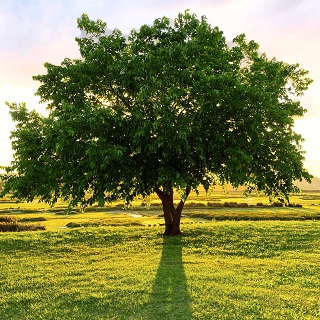 Gedenkbaum von Karin für Matthias Ganz 